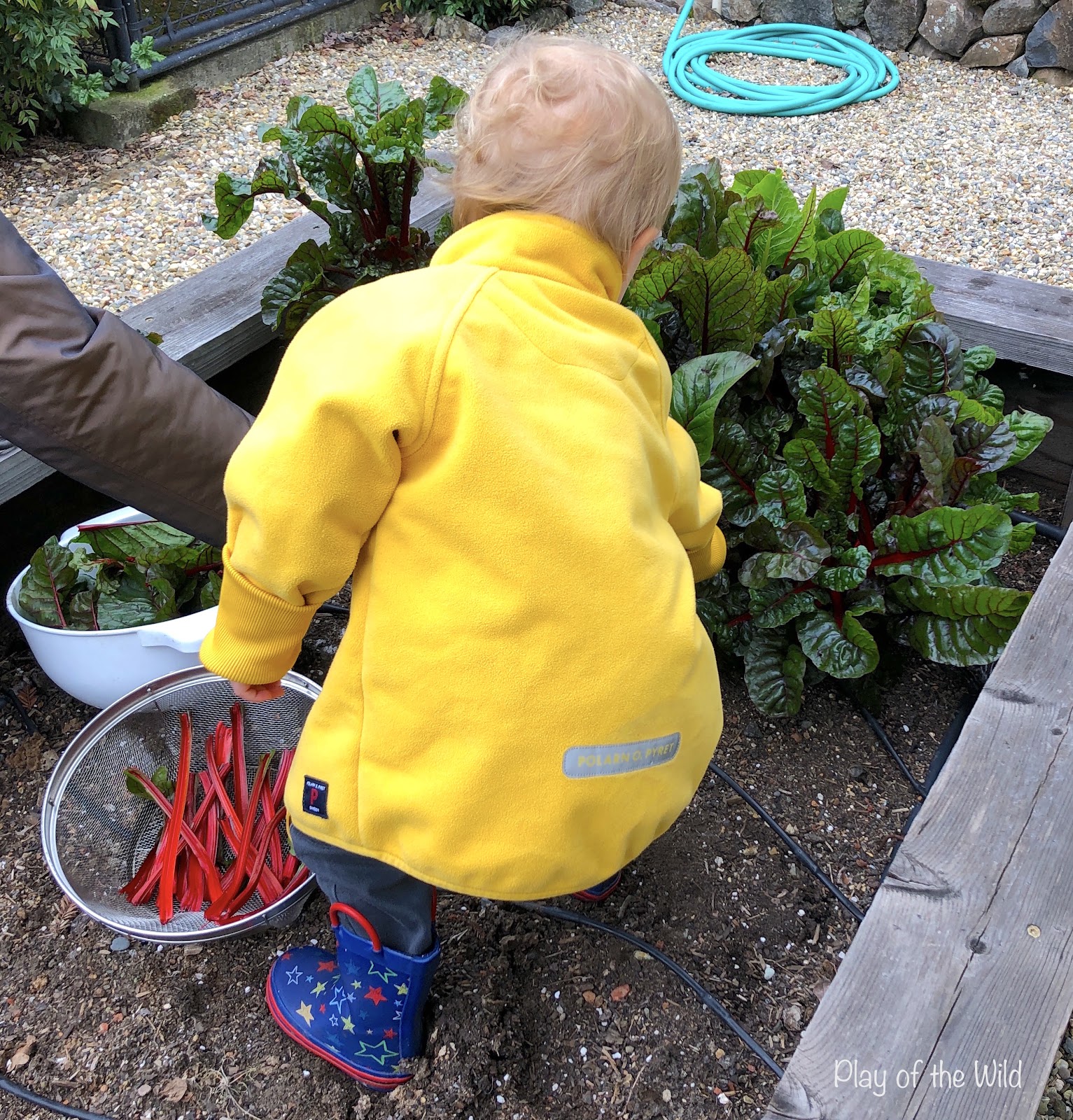 Outdoor Autumn & Winter Garden Activities for Children. picking swiss chard / rainbow chard.