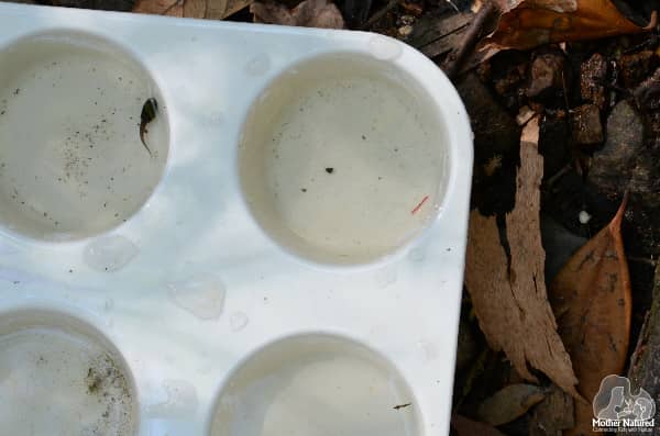 Exploring Waterbugs