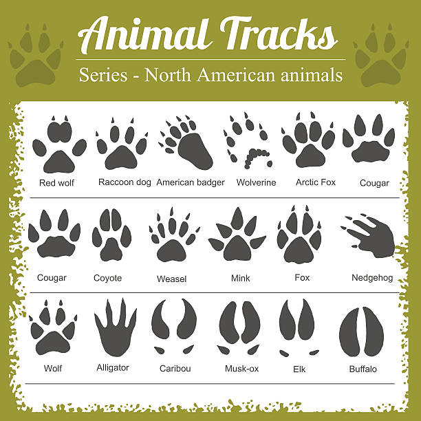 490+ Coyote Tracks Stock Photos, Pictures & Royalty-Free Images - iStock | Animal  tracks