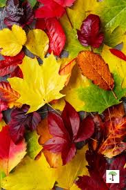How to Preserve Leaves: Best Methods ...