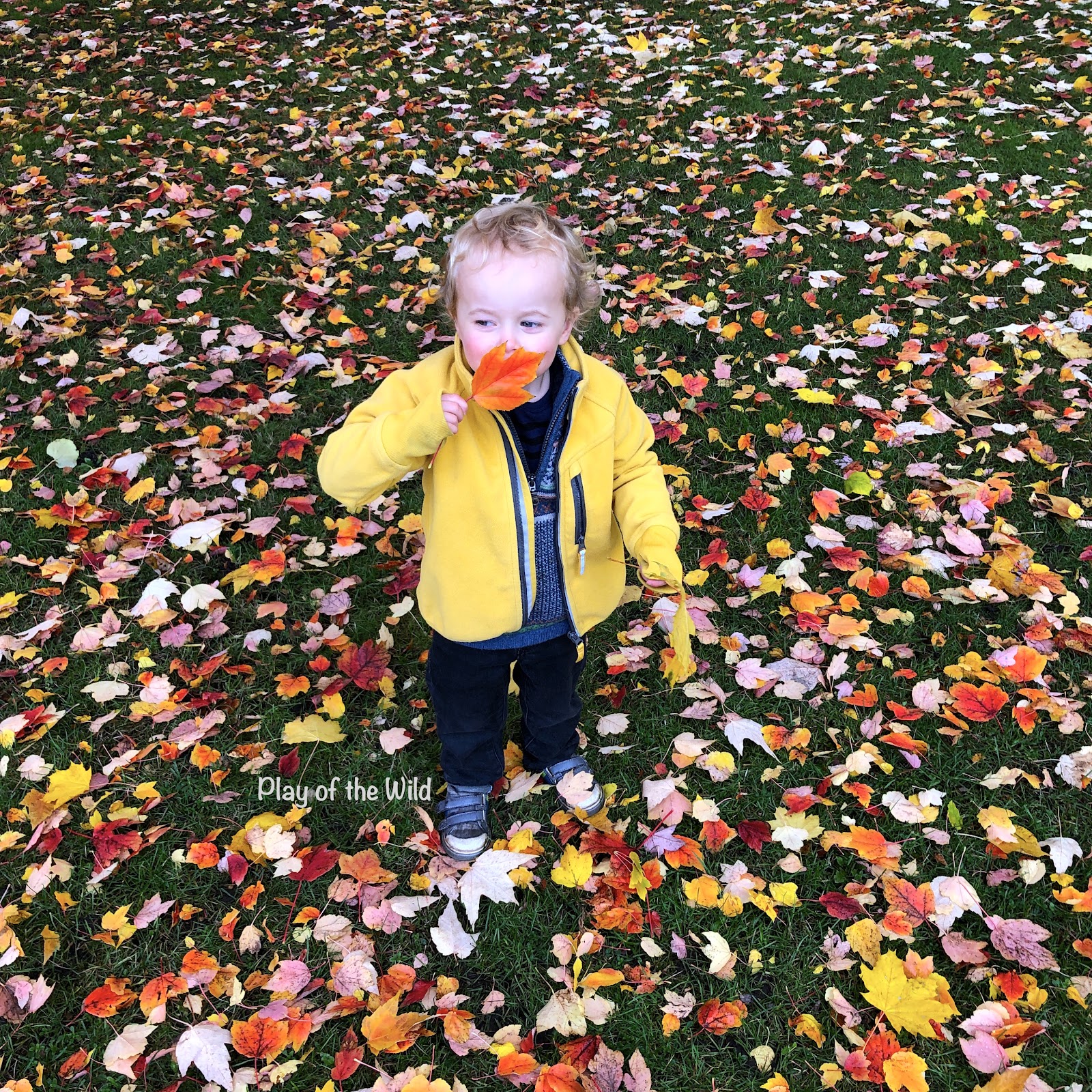 child collecting leaves for compost.