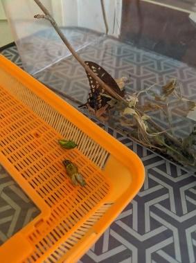 growing a butterfly