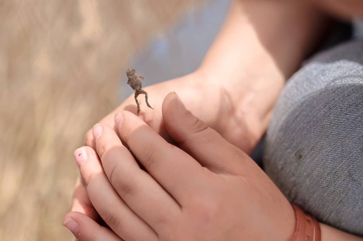 Nature study pond life with kids - toads