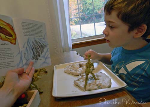 clay fossils1