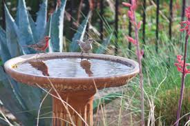 Make Your Garden a Haven for Backyard Birds