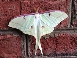 Huge green and purple moth: luna moth | Lucky Sci