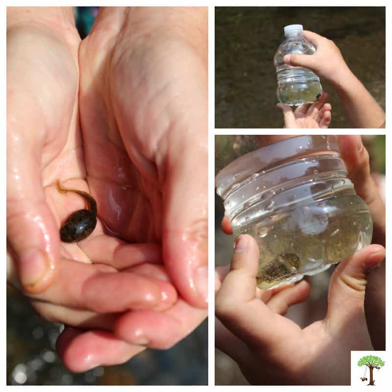 Kid holding caught tadpole and investigating one in a recycled water bottle before releasing back into the creek.