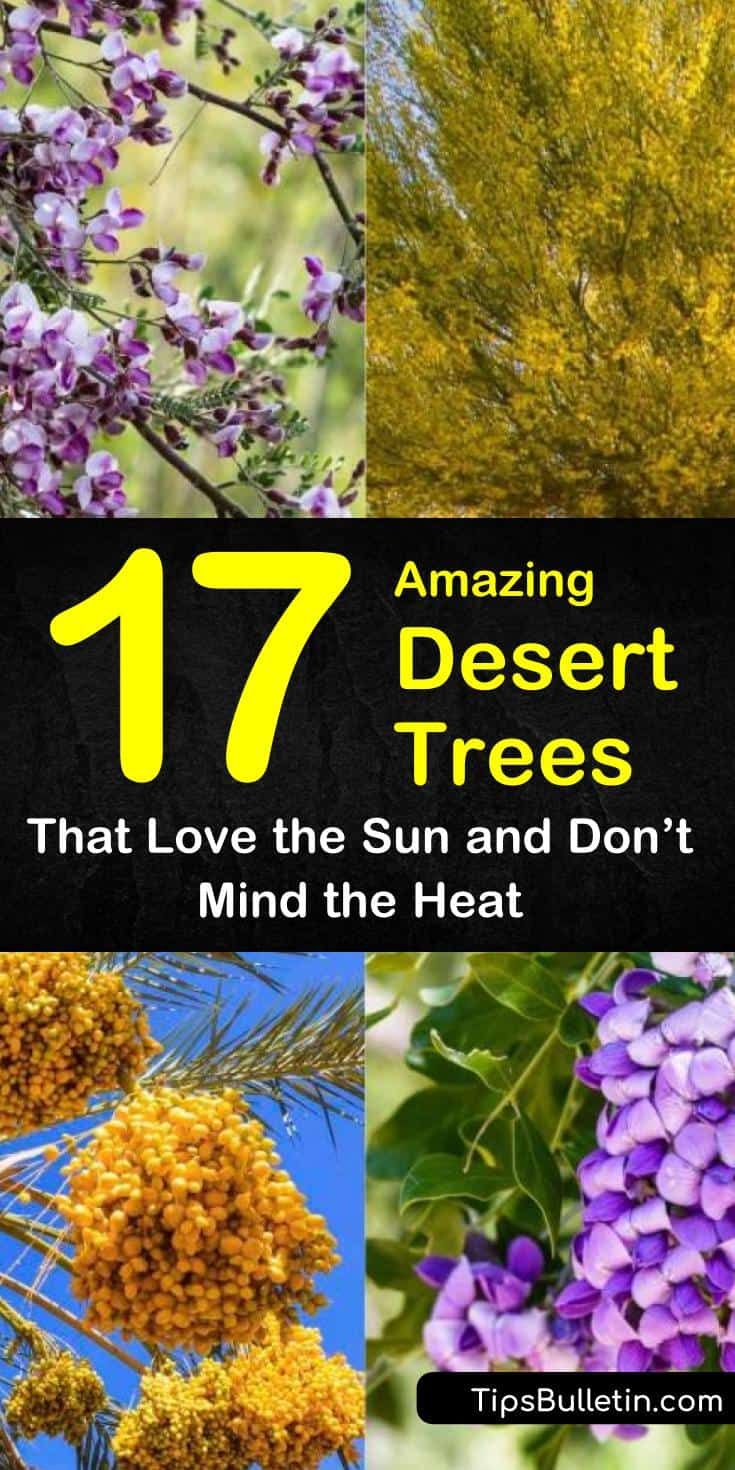 This may contain: different types of trees with the title 17 amazing desert trees that love the sun and don't mind the heat