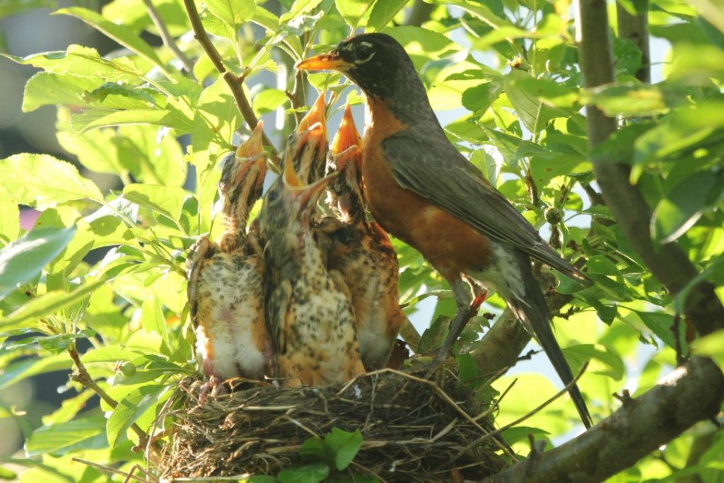 Robin Chicks