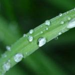 Water droplets on a leaf

Description automatically generated