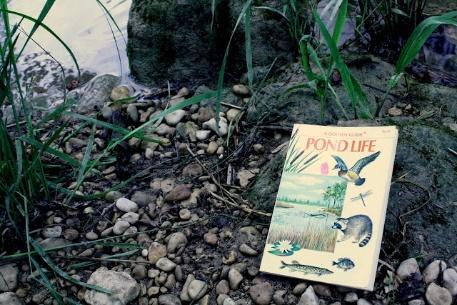 A picture containing text, rock, outdoor, plant

Description automatically generated