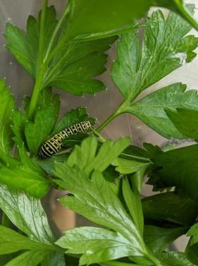 butterfly farming