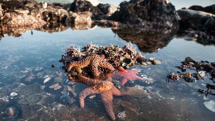 This may contain: a starfish in shallow water with rocks and seaweed on the shore behind it