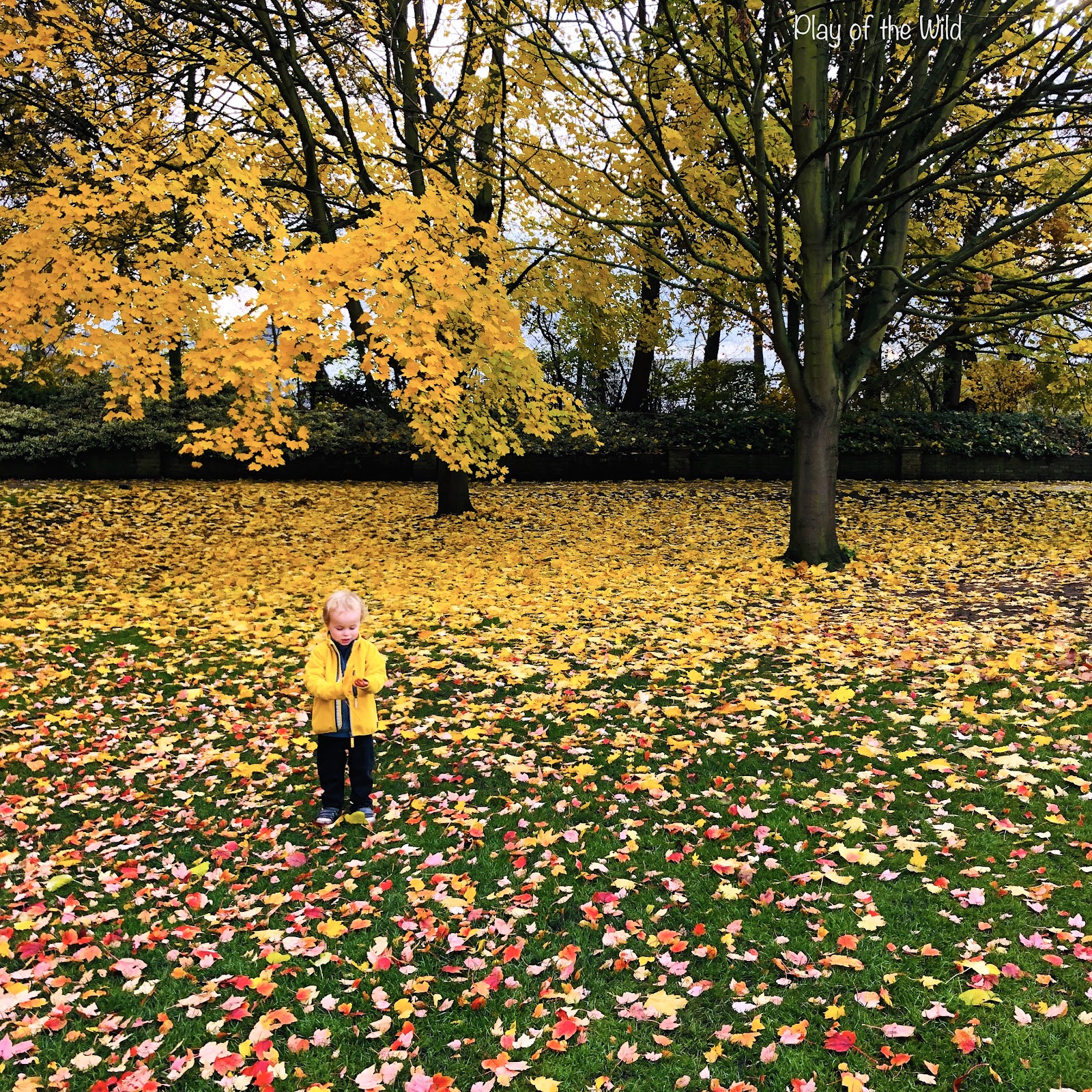 Outdoor Autumn & Winter Garden Activities for Children. collecting leaves for compost.