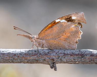 Nevada Bugs and Butterflies