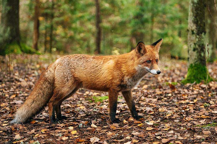 Red Fox