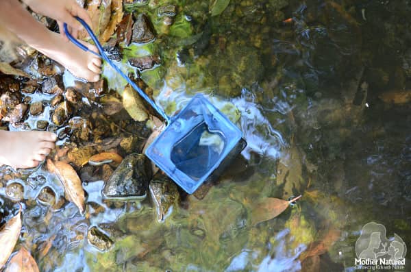 Exploring Waterbugs for Kids