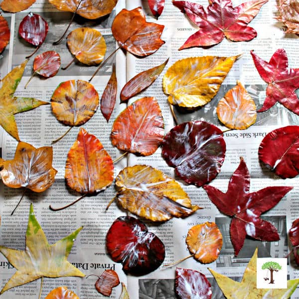 how to preserve leaves with Mod Podge or white glue