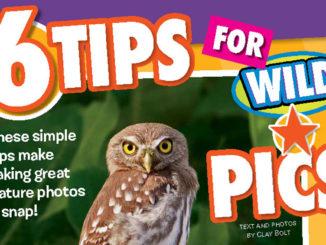 6 Tips for Wild Pics