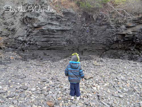 fossil hunt 11