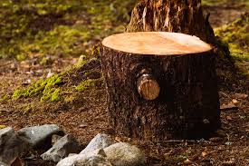 Tree Stump Removal, the Lazy Way ...
