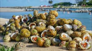 Finding Sea Snails at Mangrove Forest ...