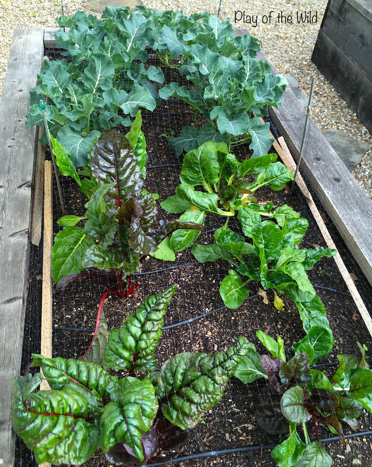 winter vegetables to grow with children