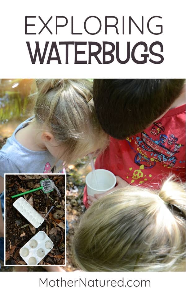 Macroinvertebrates for kids