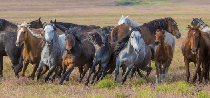This may contain: a herd of horses running across a dry grass field