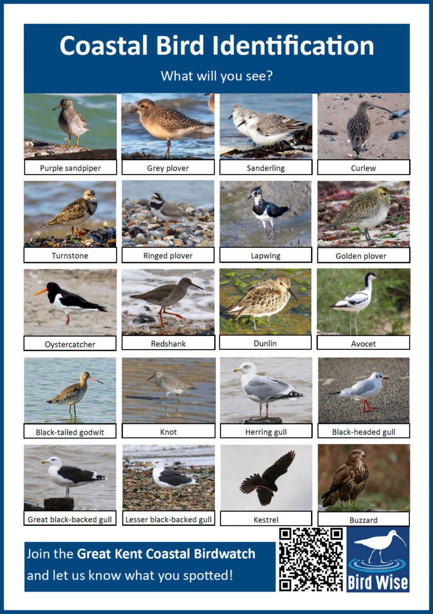 Coastal Bird Identification Sheet