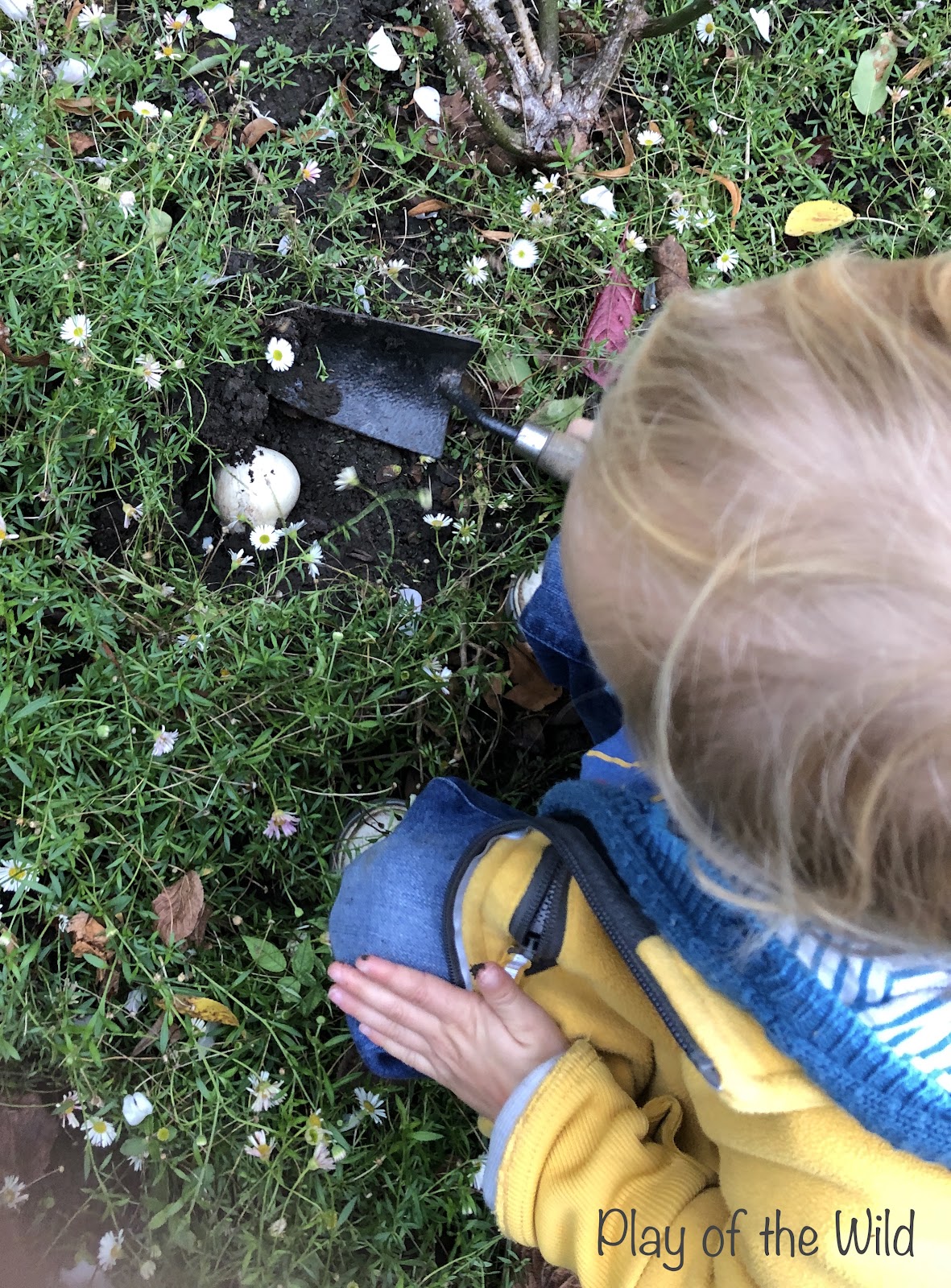 Outdoor Autumn and Winter Garden Activities for Children. Planting bulbs with kids.