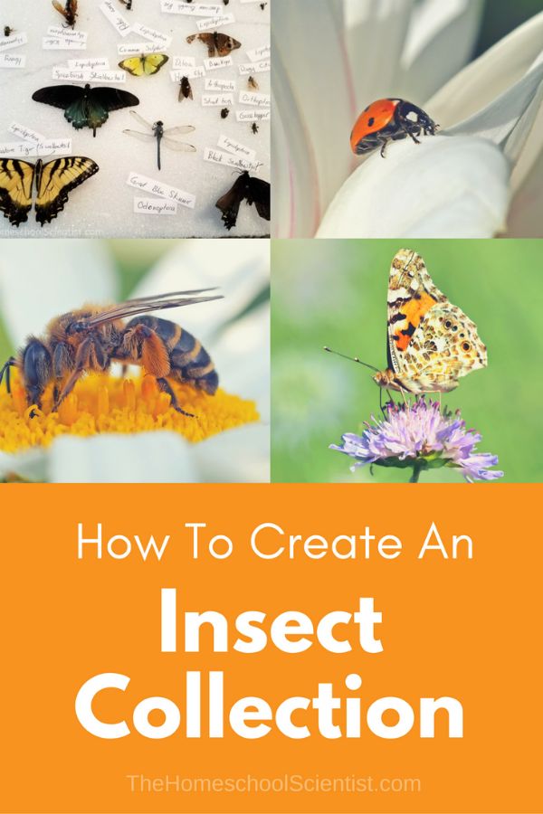 This may contain: how to create an insect collection