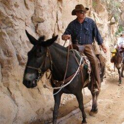 A person riding a horse
Description automatically generated
