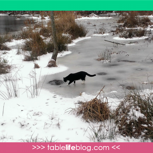 Exploring Pond Life with Over and Under the Pond (+ Free Printables)