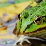 A close up of a frog

Description automatically generated