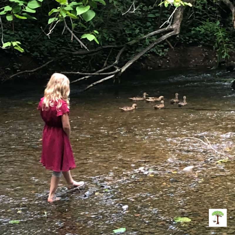 Girl observing ducks and studying wildlife at a creek.