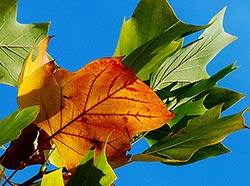 this is how to preserve leaves