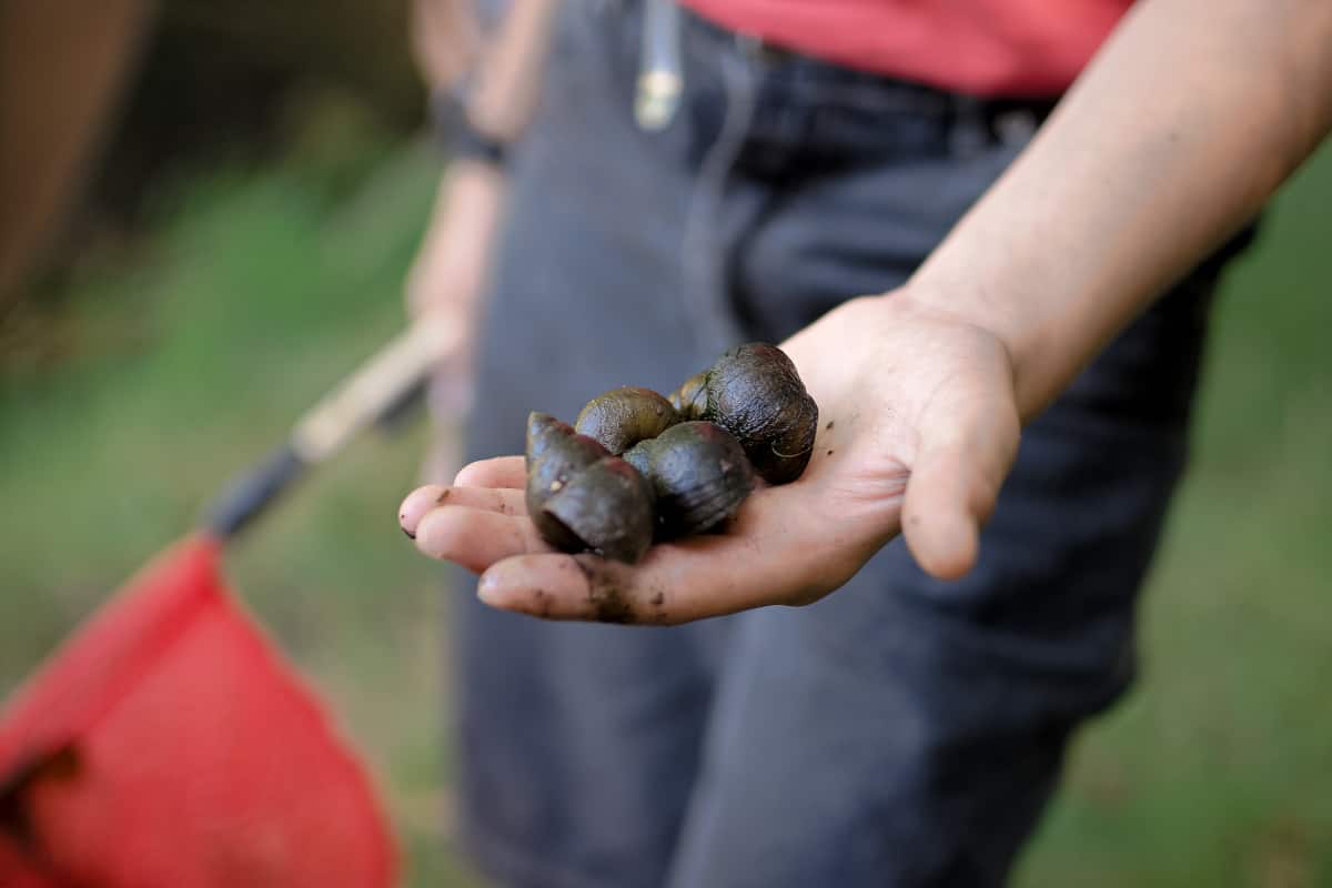 pond life nature study for kids - Snail Shells