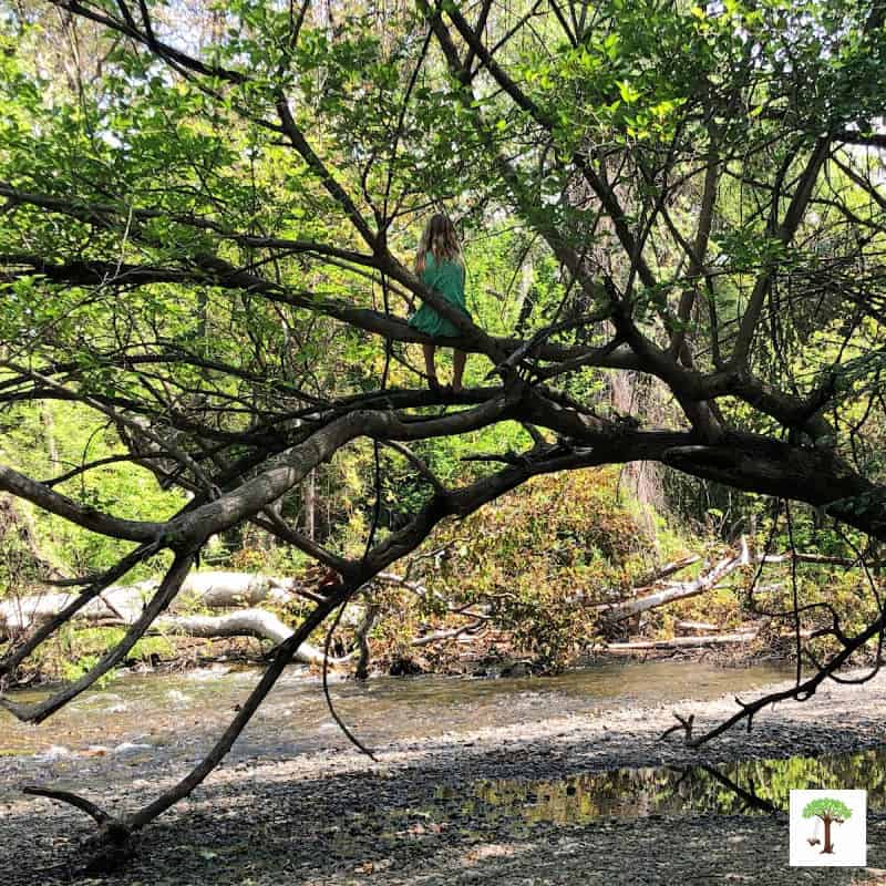 Girl sitting on a tree branch above the shore of a creek in her 