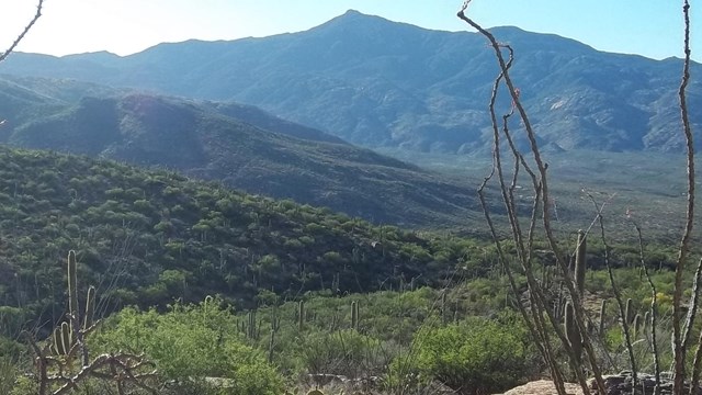 Hiking in Saguaro National Park