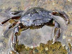 Shore Crab