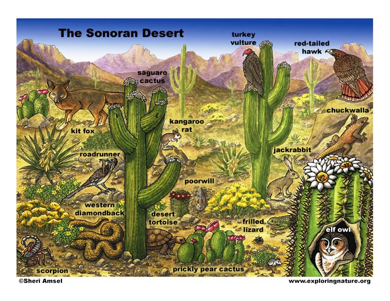 Sonoran Desert