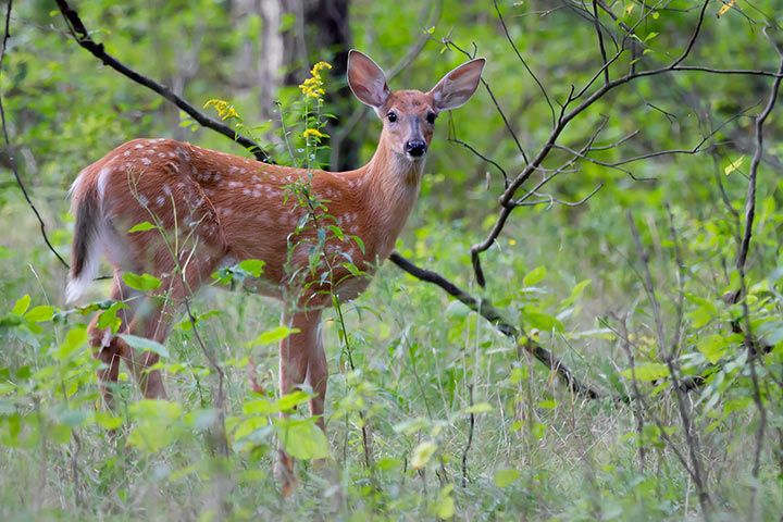 White-Tailed Deer