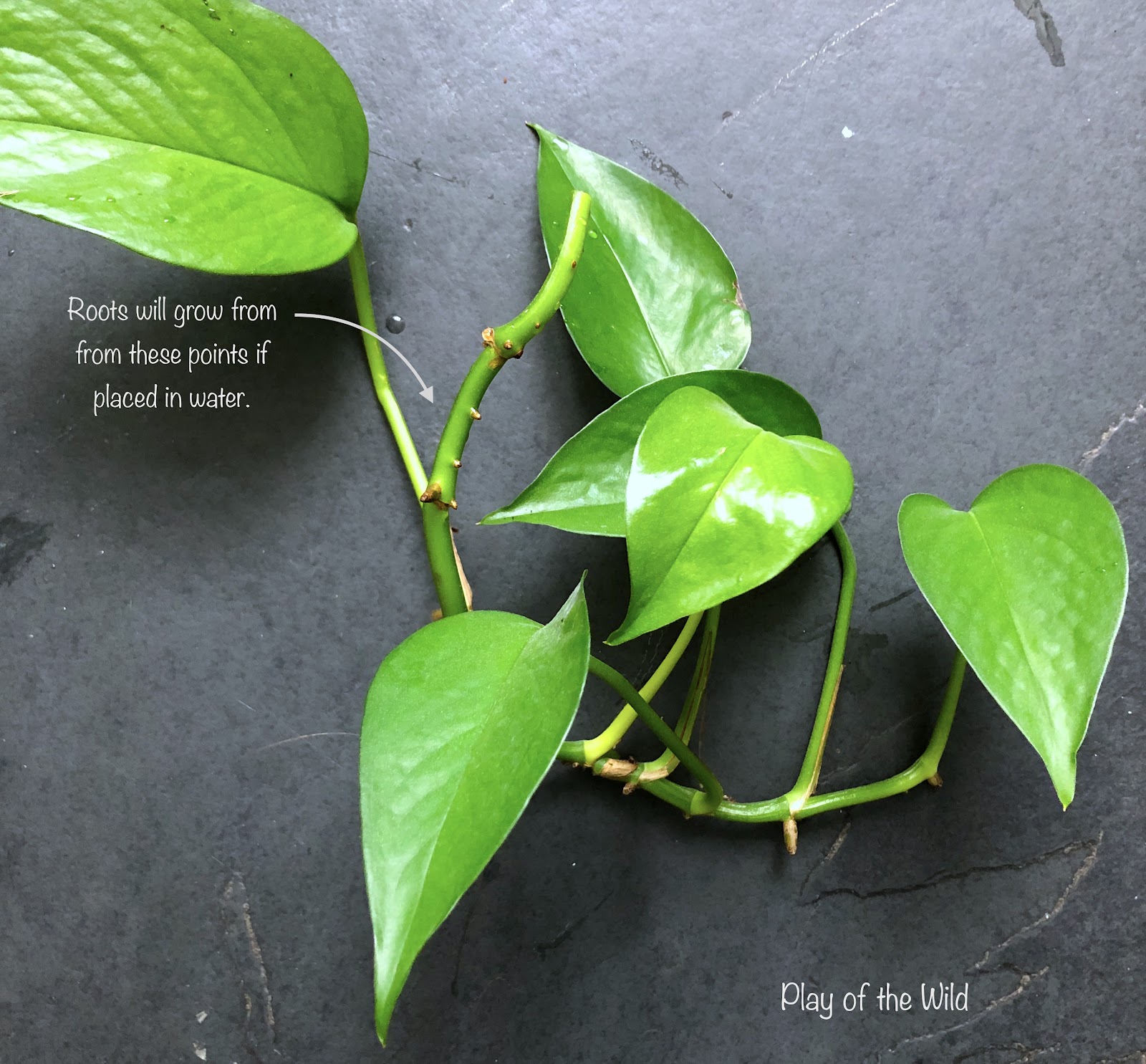 growing pothos from cuttings. gardening with children.