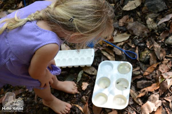 waterbug activity