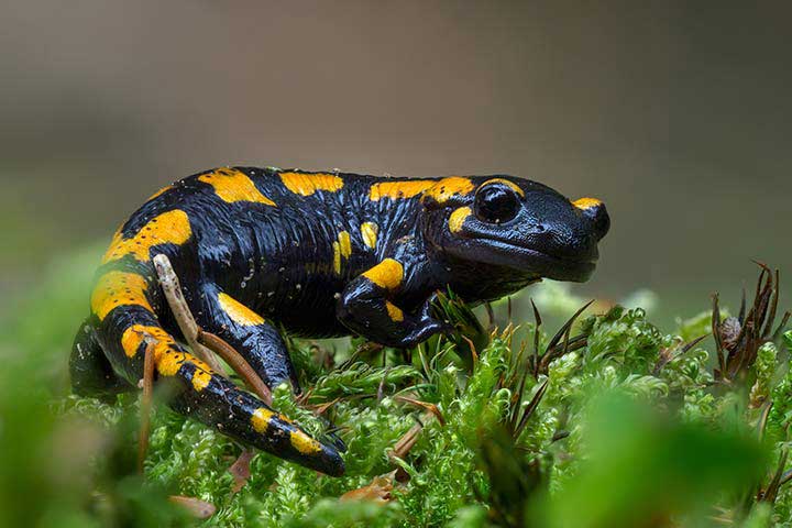 Fire Salamander