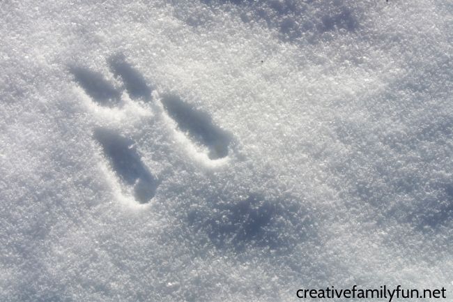 Winter nature walk - animal footprints in winter