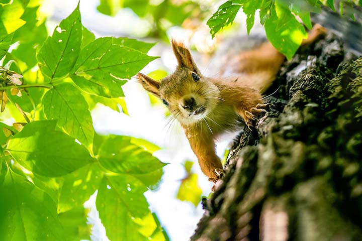 Squirrel