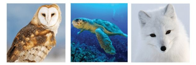 This may contain: four different pictures of animals and birds with captioning that says, what do you see?