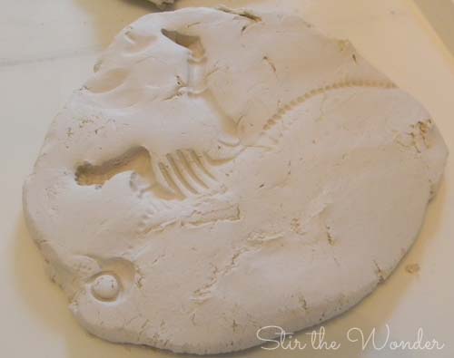 clay fossils3